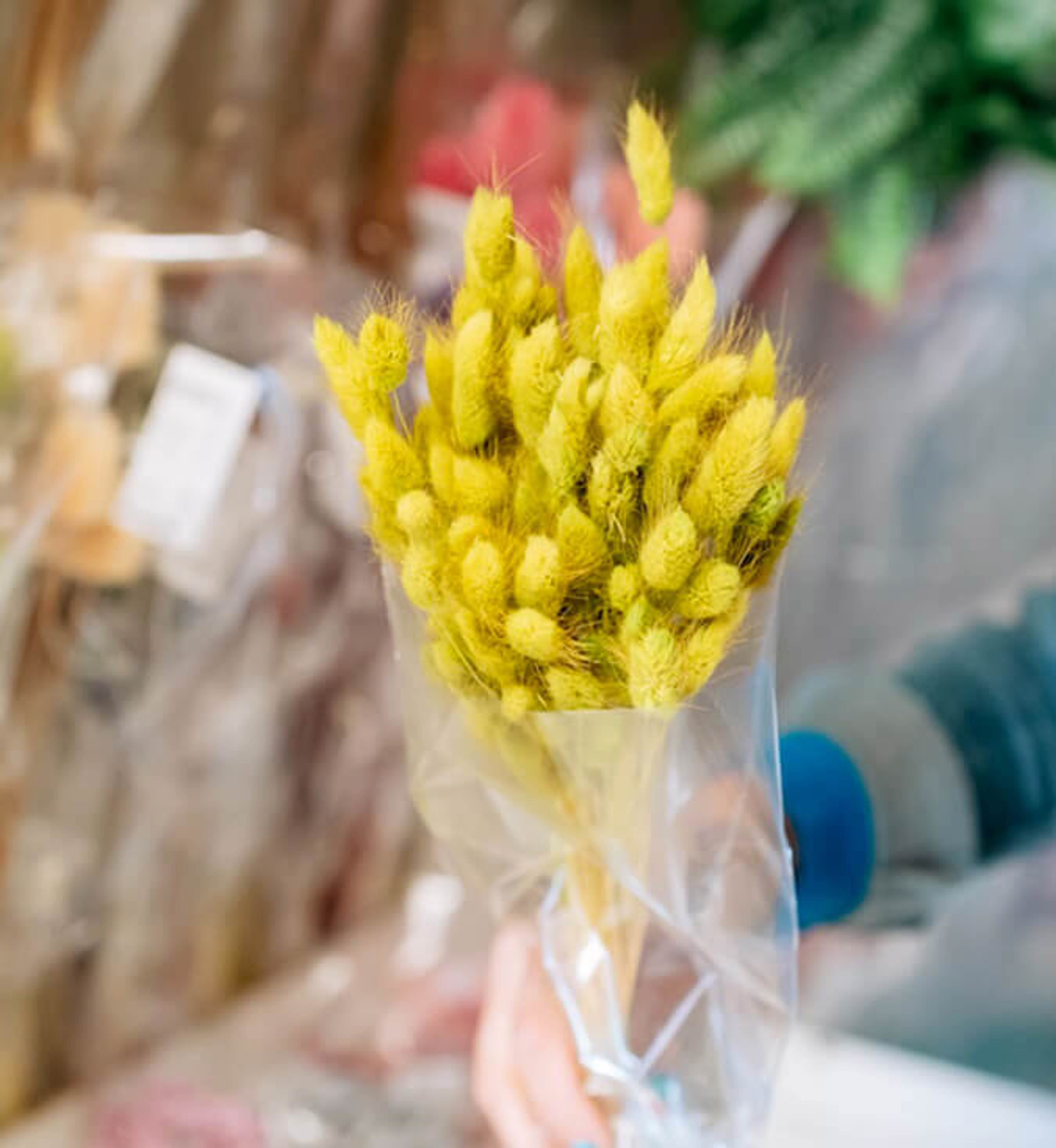 Fiori Secchi