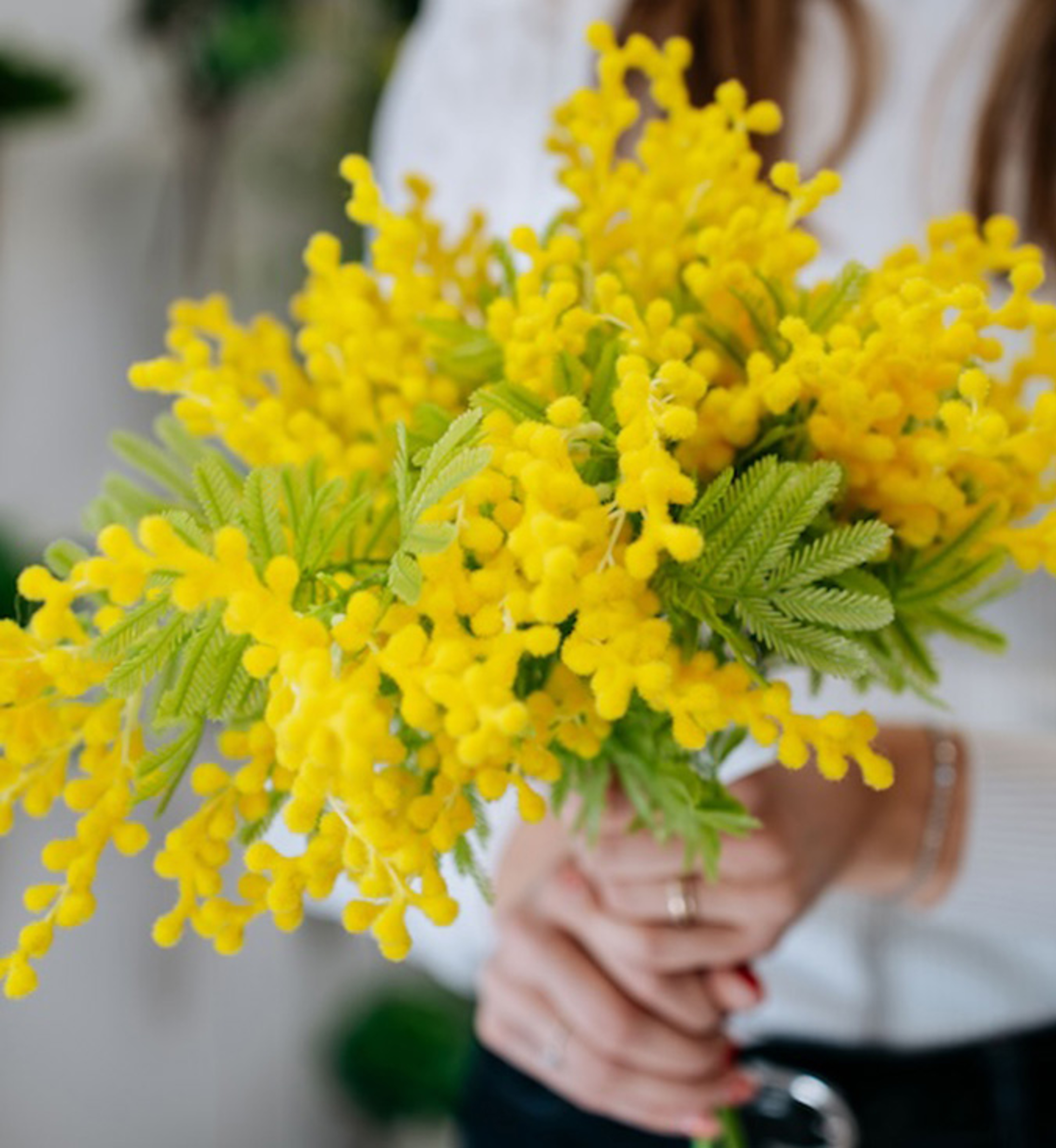 Mimosa Piante Artificiali Scacchiera