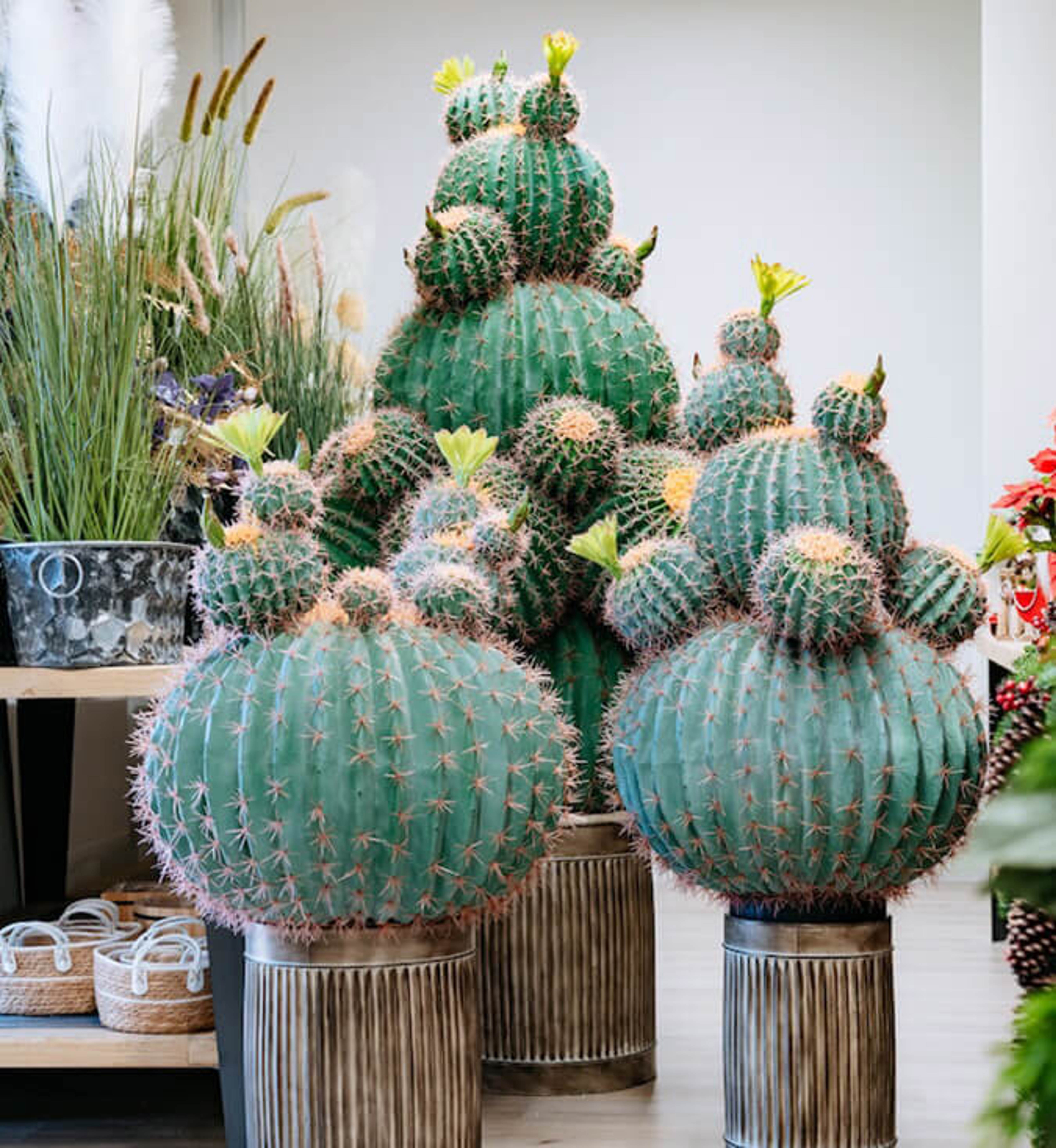 Piante Artificiali Scacchiera 1