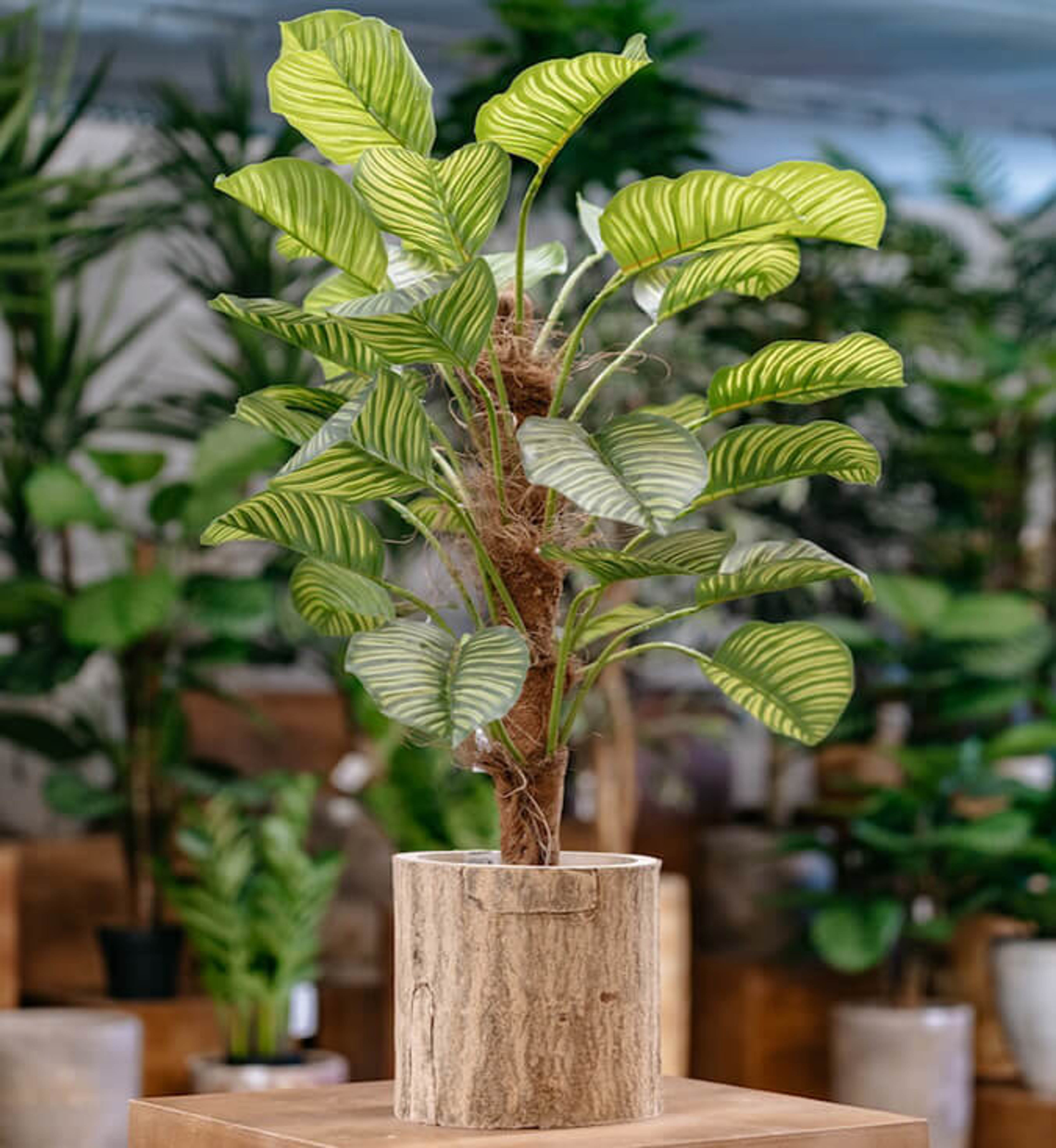 Piante Artificiali Scacchiera 2